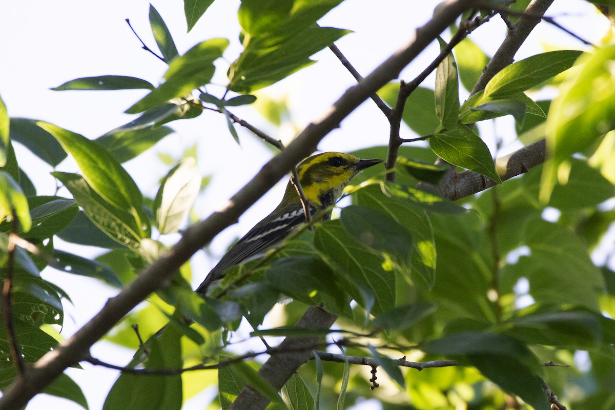 Reinita sp. (Setophaga sp.) - ML566733291