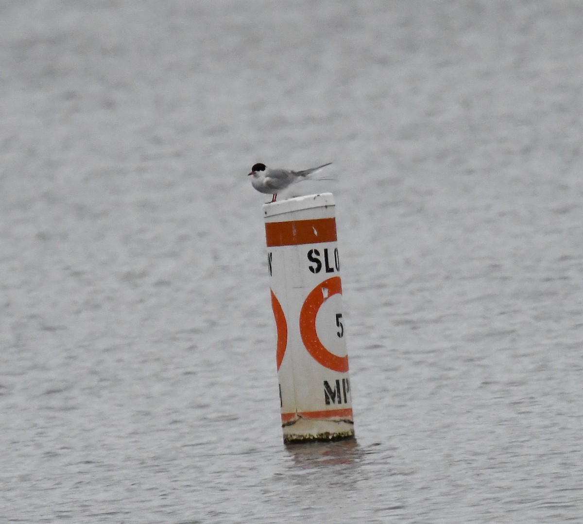 Common Tern - ML566734781