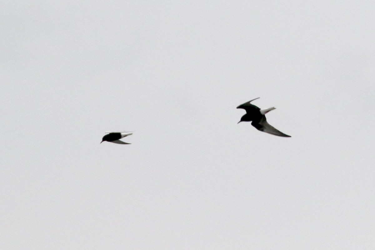 White-winged Tern - ML566735581