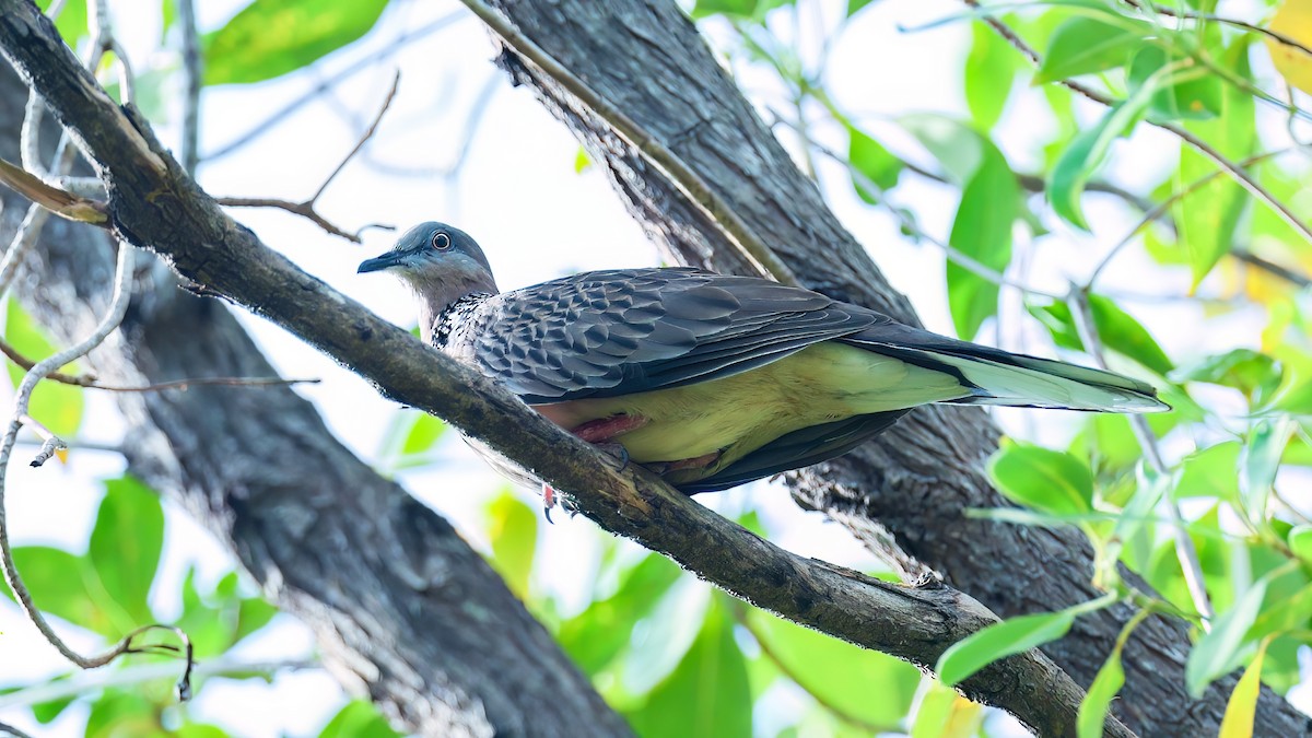 Spotted Dove - ML566737371