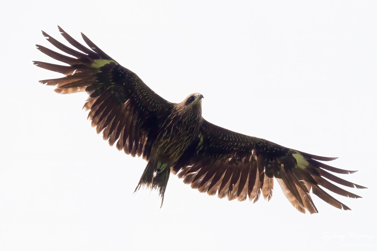 Black Kite - Chris Rehberg  | Sydney Birding