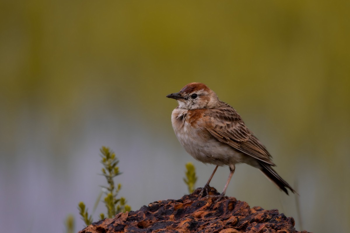 Red-capped Lark - ML566741681