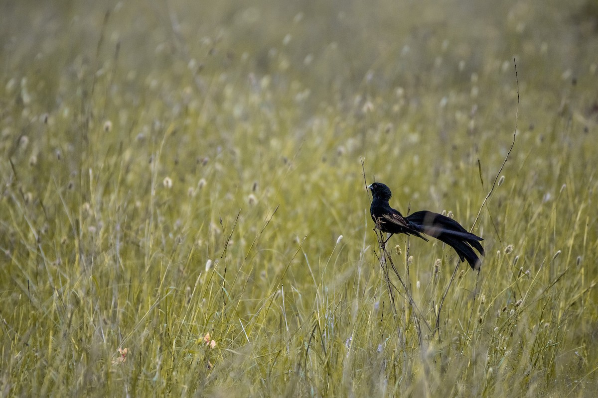 Jackson's Widowbird - ML566741841