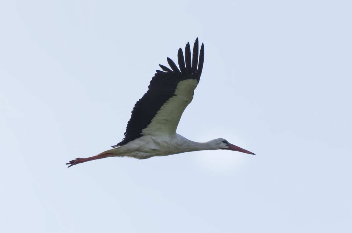 White Stork - ML566743291