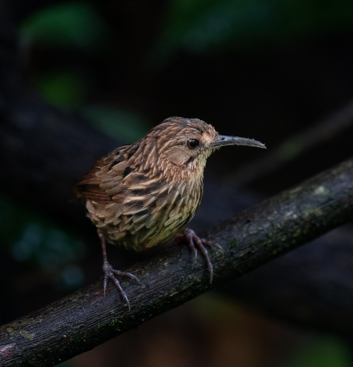 Long-billed Wren-Babbler - ML566743481