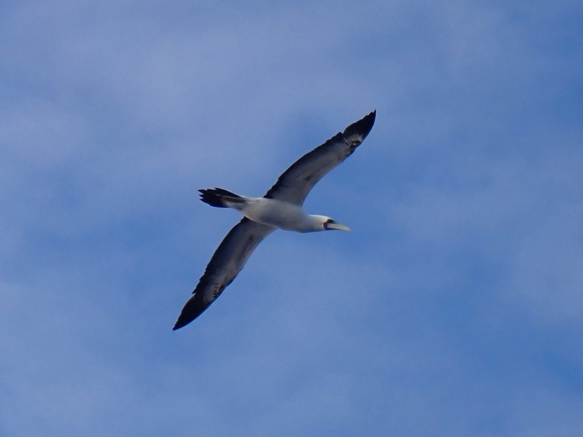 Masked Booby - ML566743641