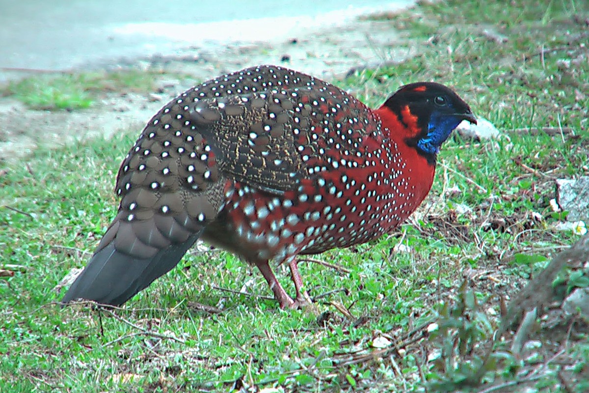 Satyrtragopan - ML566744031