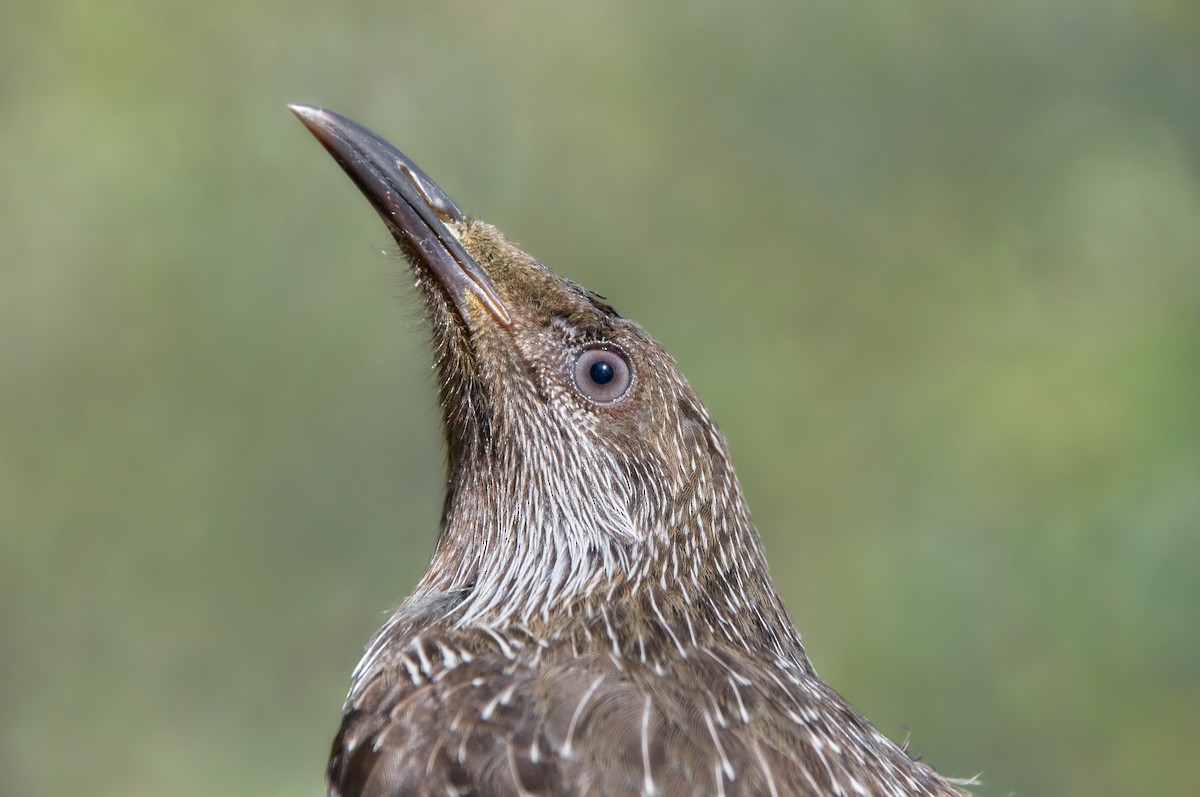 Little Wattlebird - ML566744871