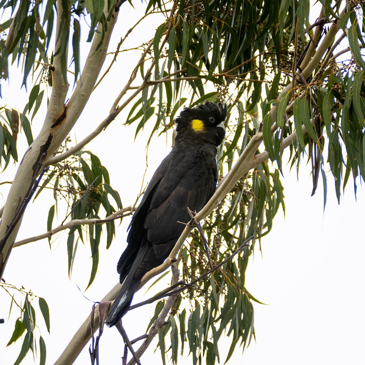 Yellow-tailed Black-Cockatoo - ML566746341