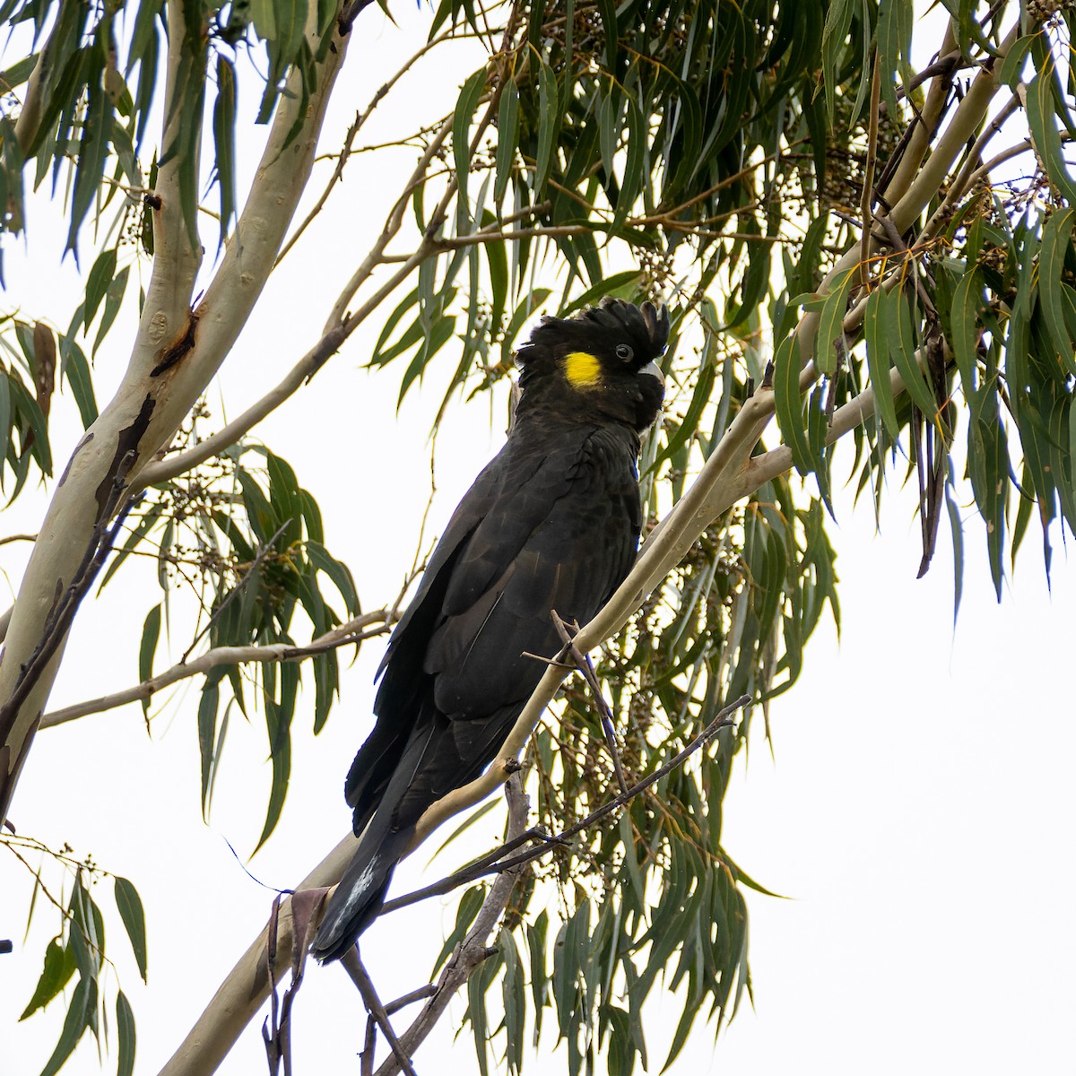 Cacatúa Fúnebre Coliamarilla - ML566746341