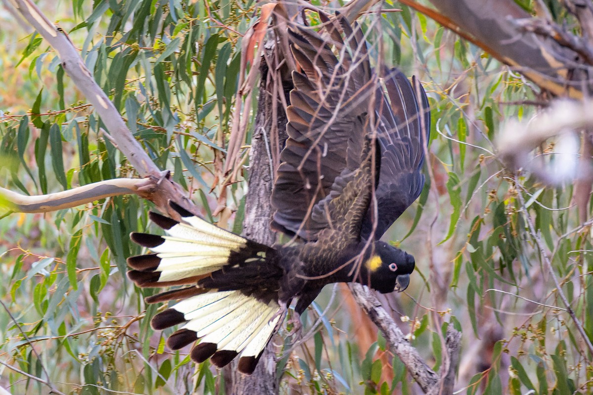 Yellow-tailed Black-Cockatoo - ML566746461