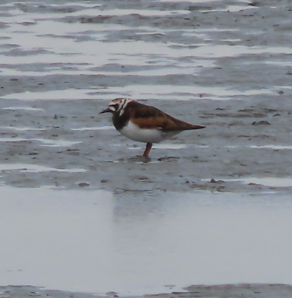 Ruddy Turnstone - Laura Burke