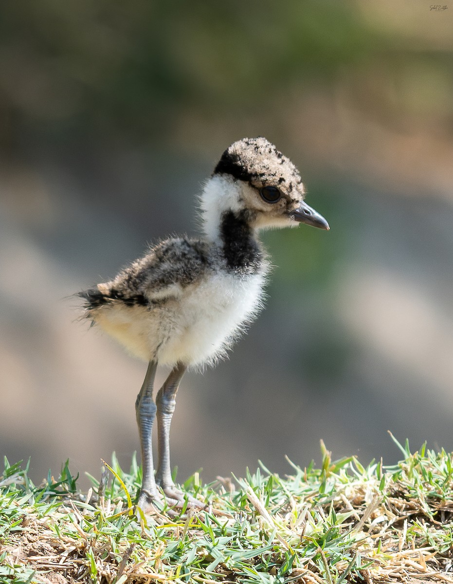 Red-wattled Lapwing - ML566746751