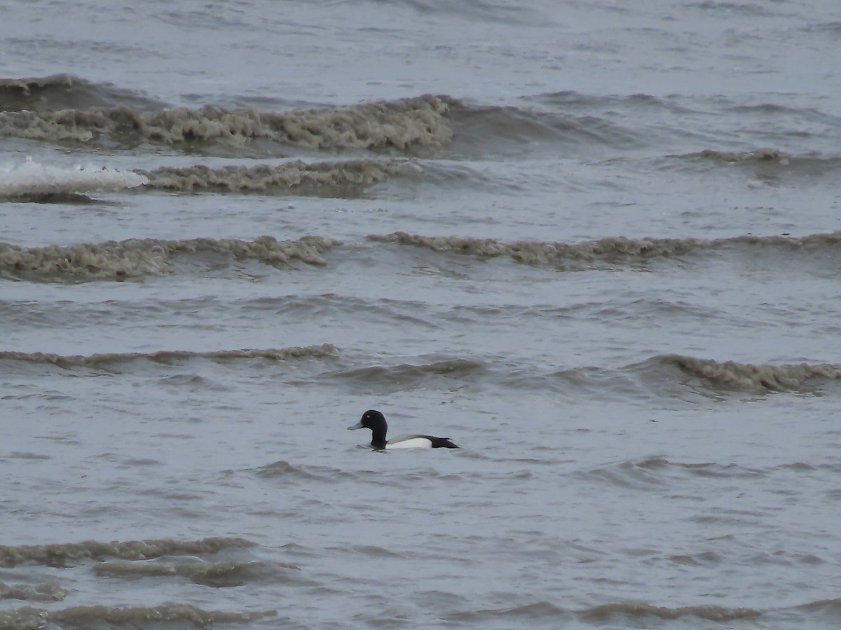 Greater Scaup - Laura Burke