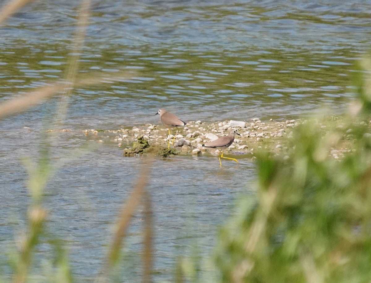 White-tailed Lapwing - Oğuz Eldelekli