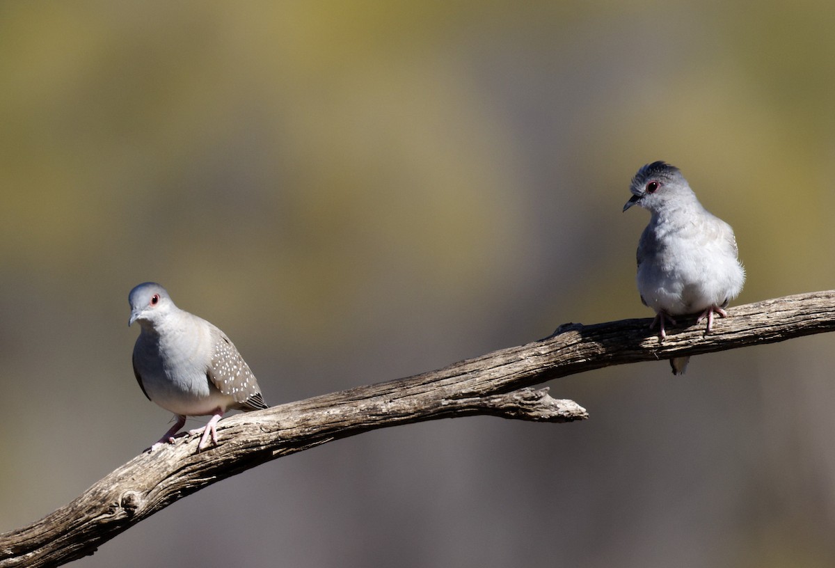 Diamond Dove - ML566748191