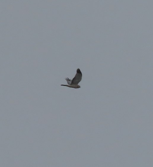 Northern Harrier - ML566748341