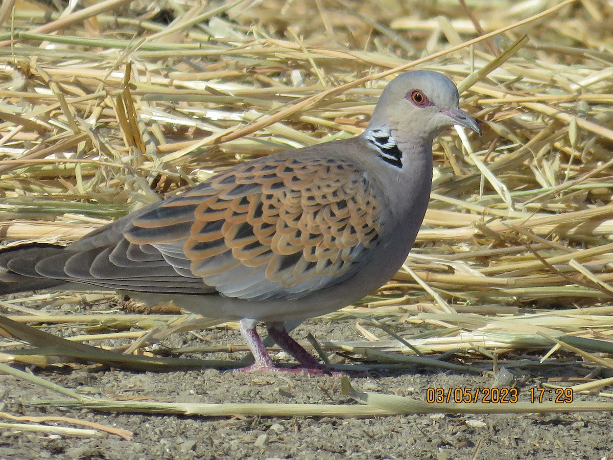 European Turtle-Dove - Eva Bratek