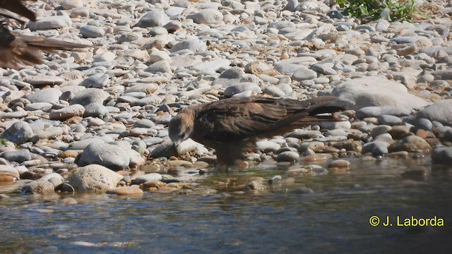 Black Kite - ML566748541