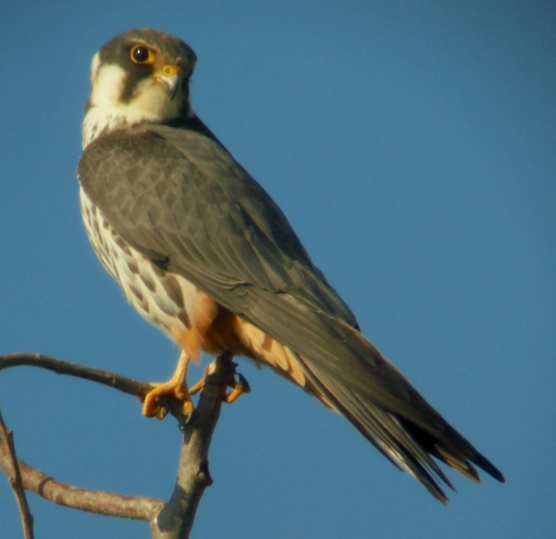 Eurasian Hobby - ML566749051