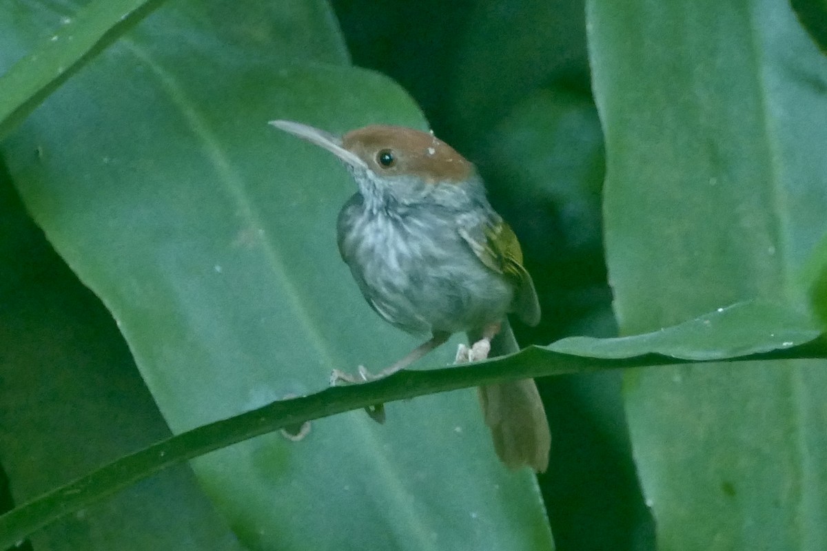 Gray-backed Tailorbird - ML566750161