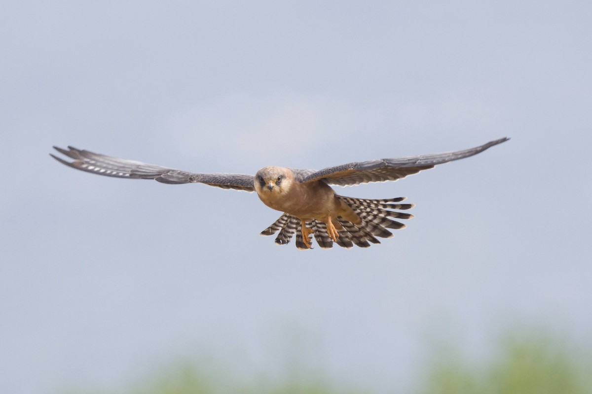 Red-footed Falcon - ML566750721