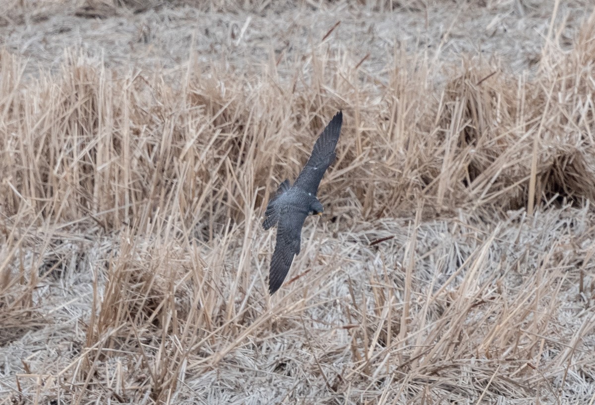 Peregrine Falcon - ML566751241