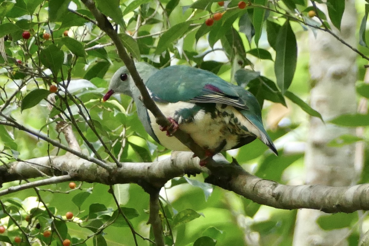 Cream-breasted Fruit-Dove - Peter Kaestner
