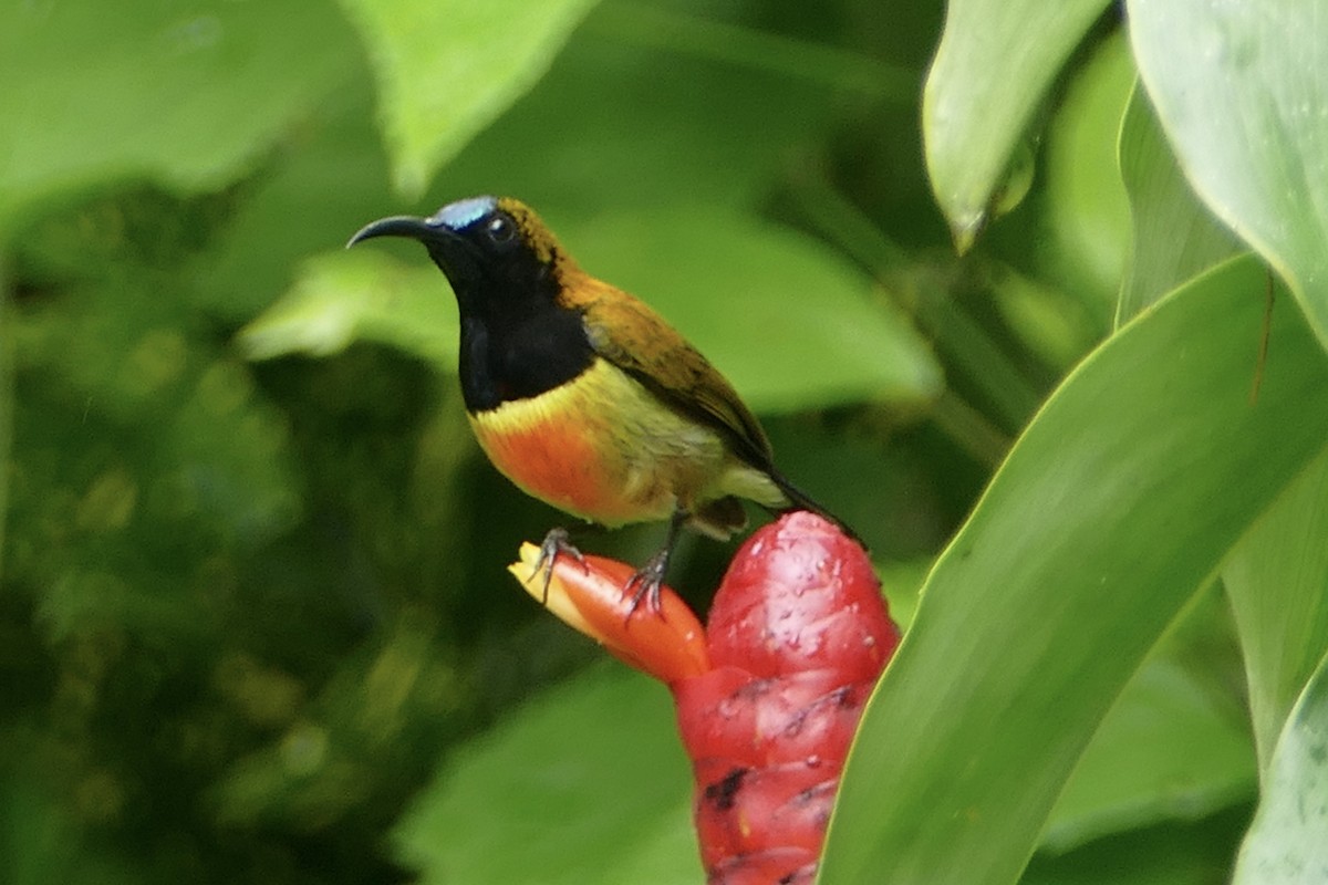 Flaming Sunbird - ML566751551