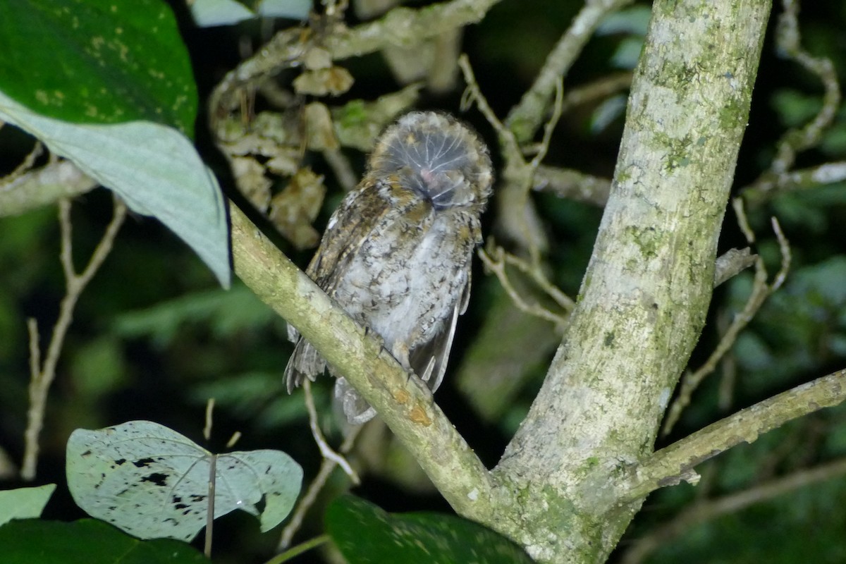 Luzon Scops-Owl - Peter Kaestner