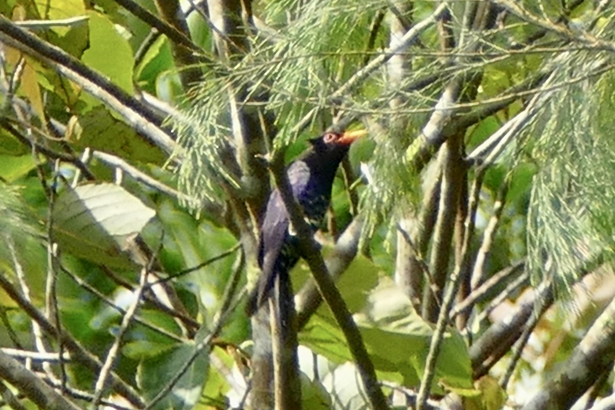 Violet Cuckoo - Peter Kaestner