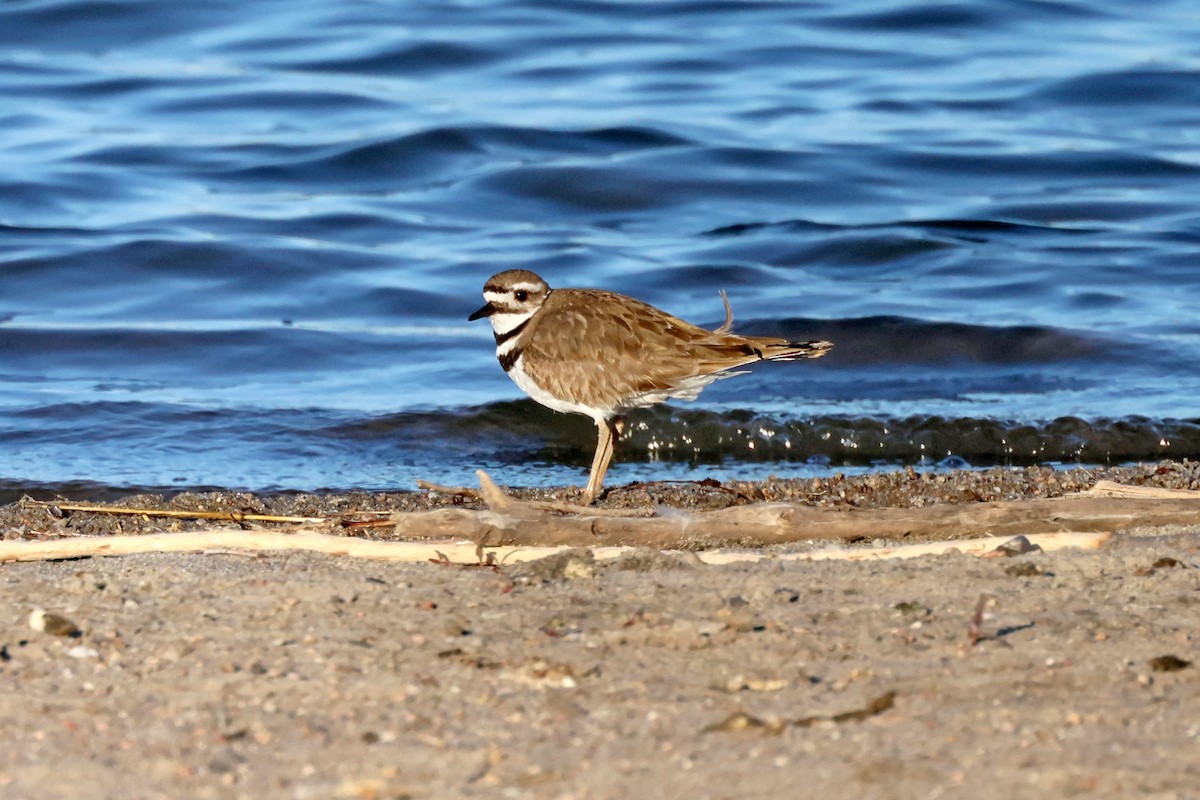 Killdeer - ML566753241