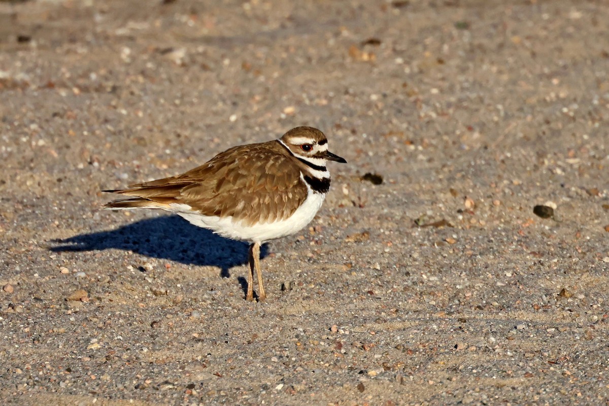 Killdeer - ML566753251