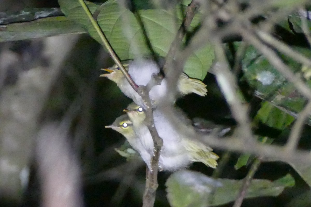 Lemon-throated Leaf Warbler - Peter Kaestner