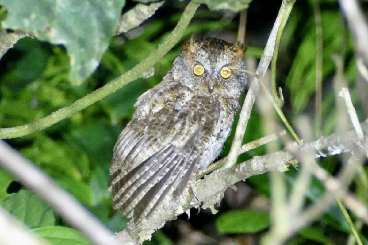 Luzon Scops-Owl - ML566753801