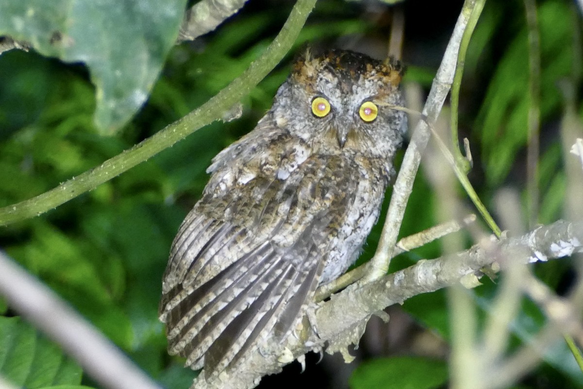 Luzon Scops-Owl - Peter Kaestner