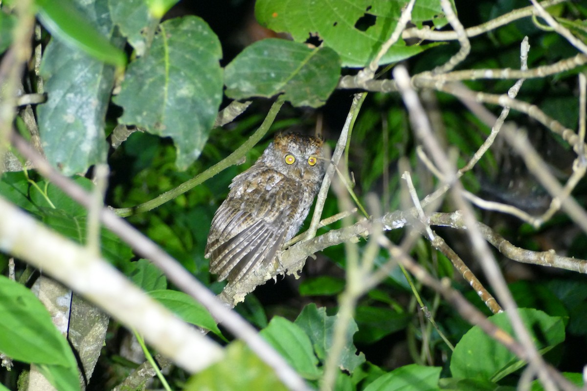 Luzon Scops-Owl - ML566753831