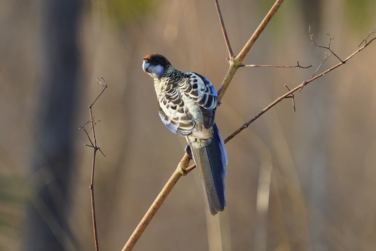 Northern Rosella - ML566755801