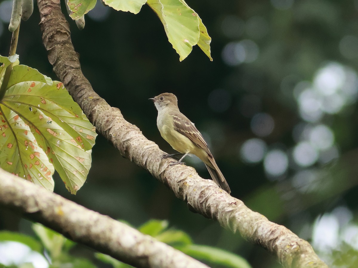 Yellow-bellied Elaenia - Toby Austin