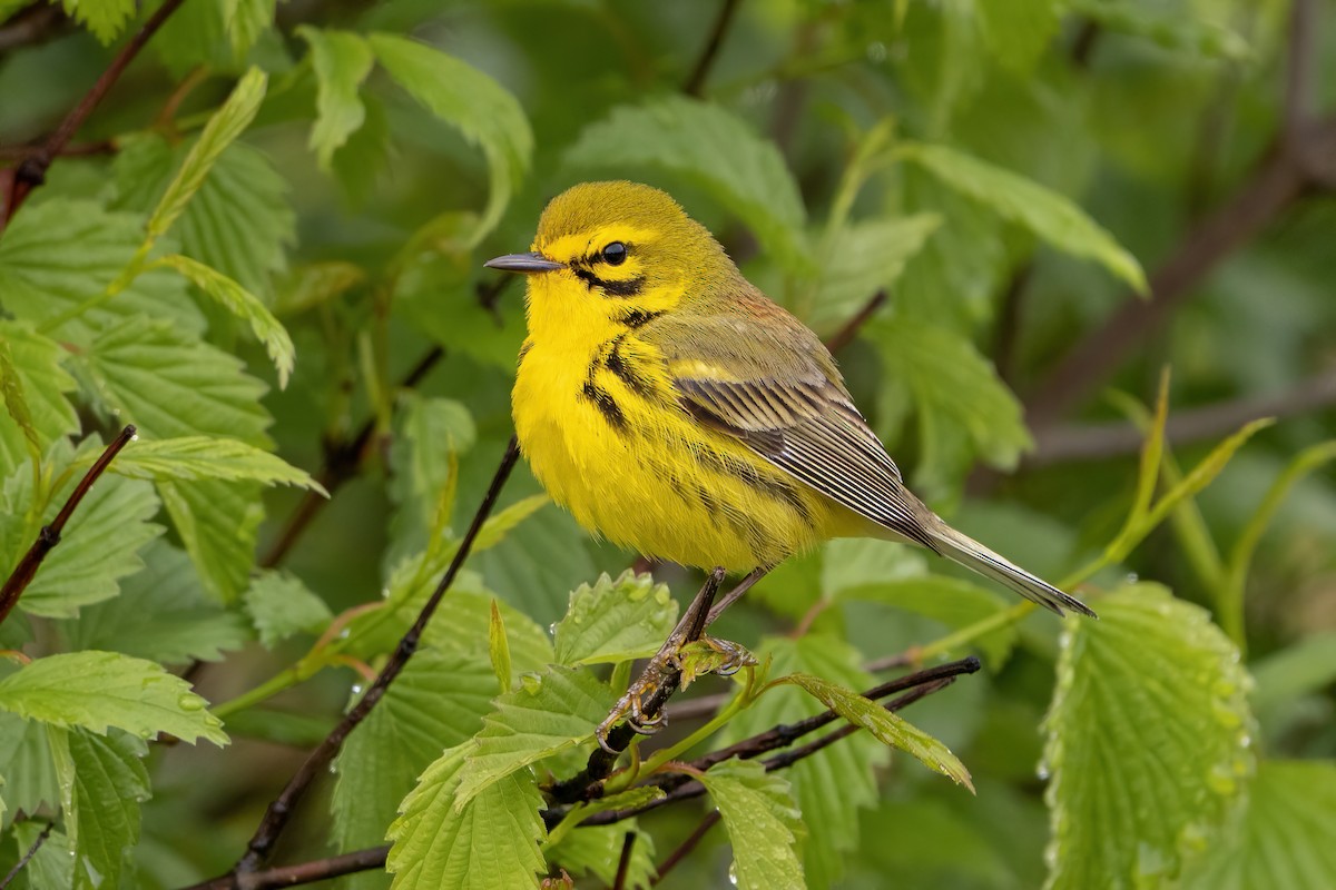 Prairie Warbler - ML566757861