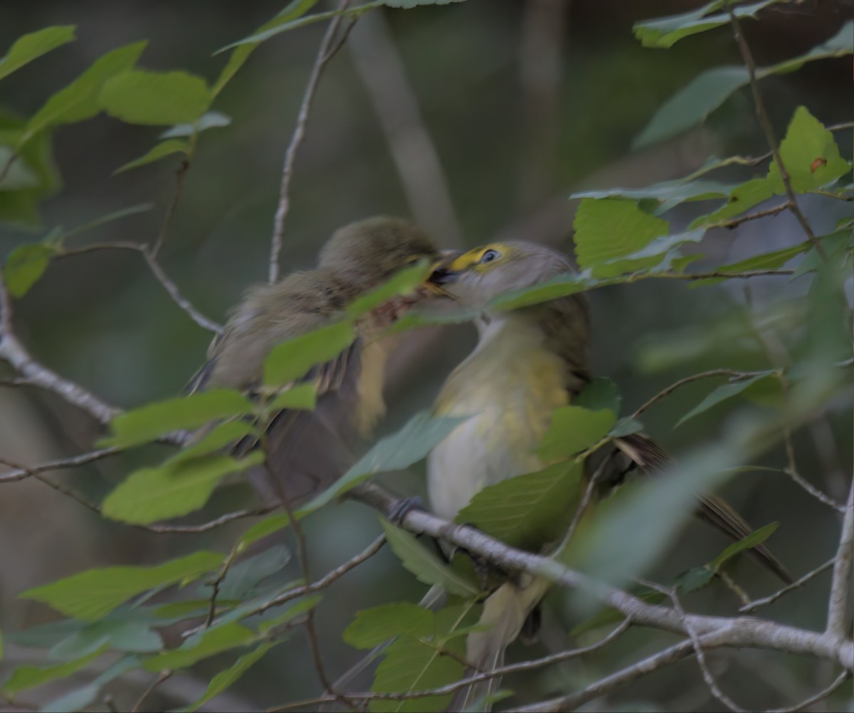 Weißaugenvireo - ML566758241