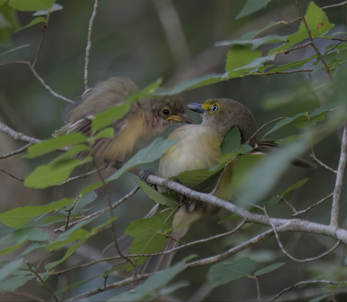 Weißaugenvireo - ML566758271