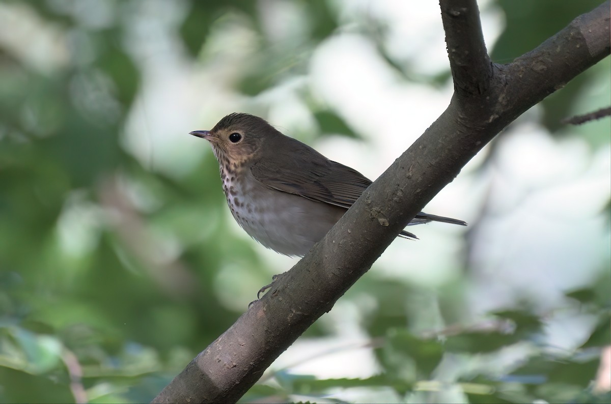 Swainson's Thrush - ML566758511