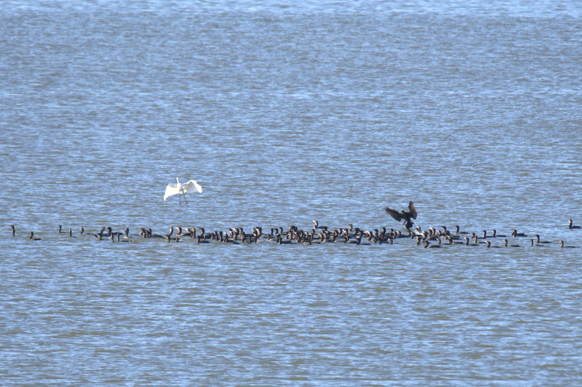 Cormorán Totinegro - ML566758541