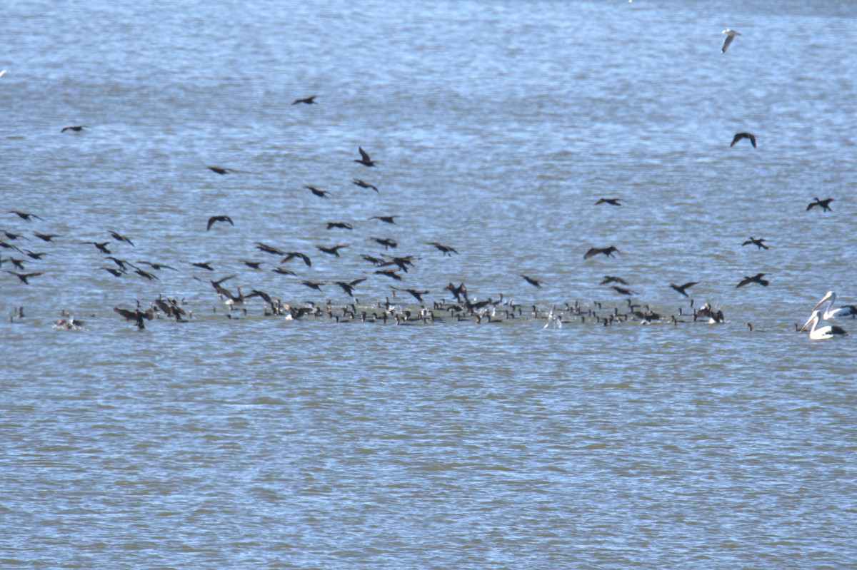 Cormorán Totinegro - ML566758551