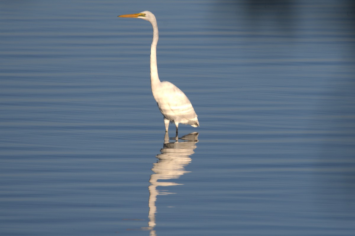 Great Egret - ML566758631