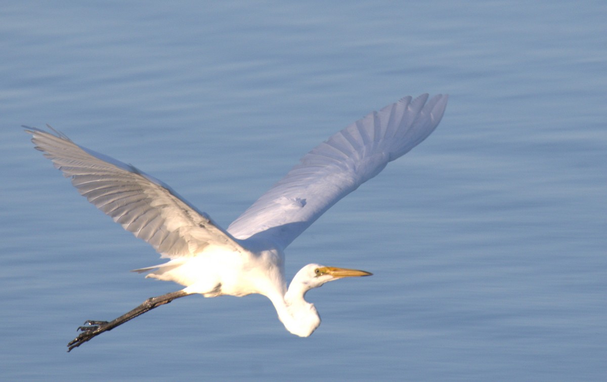 Great Egret - ML566758641