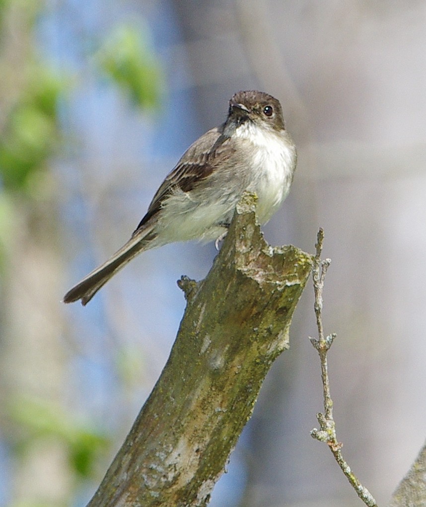 Eastern Phoebe - ML566759331