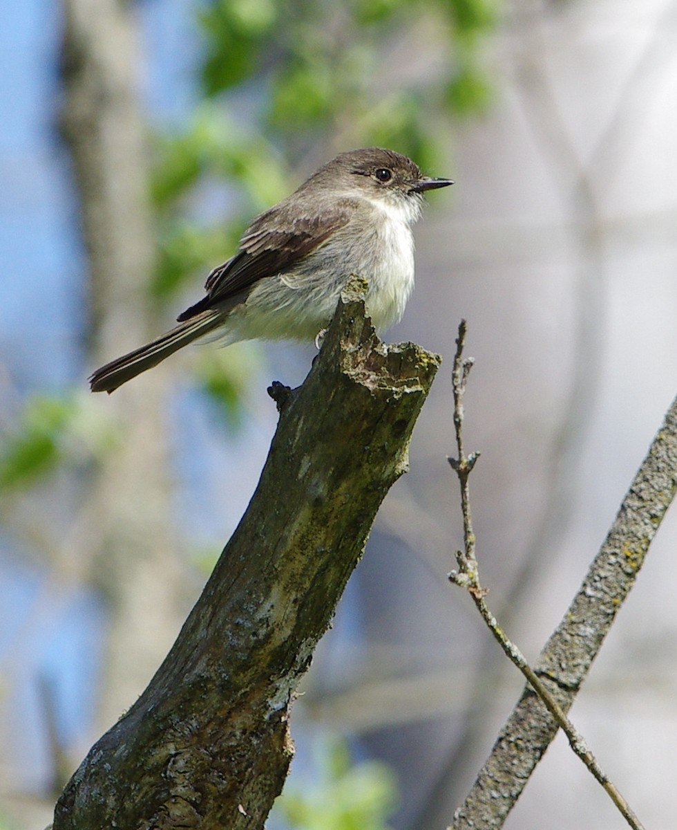 Eastern Phoebe - Mary Caldwell