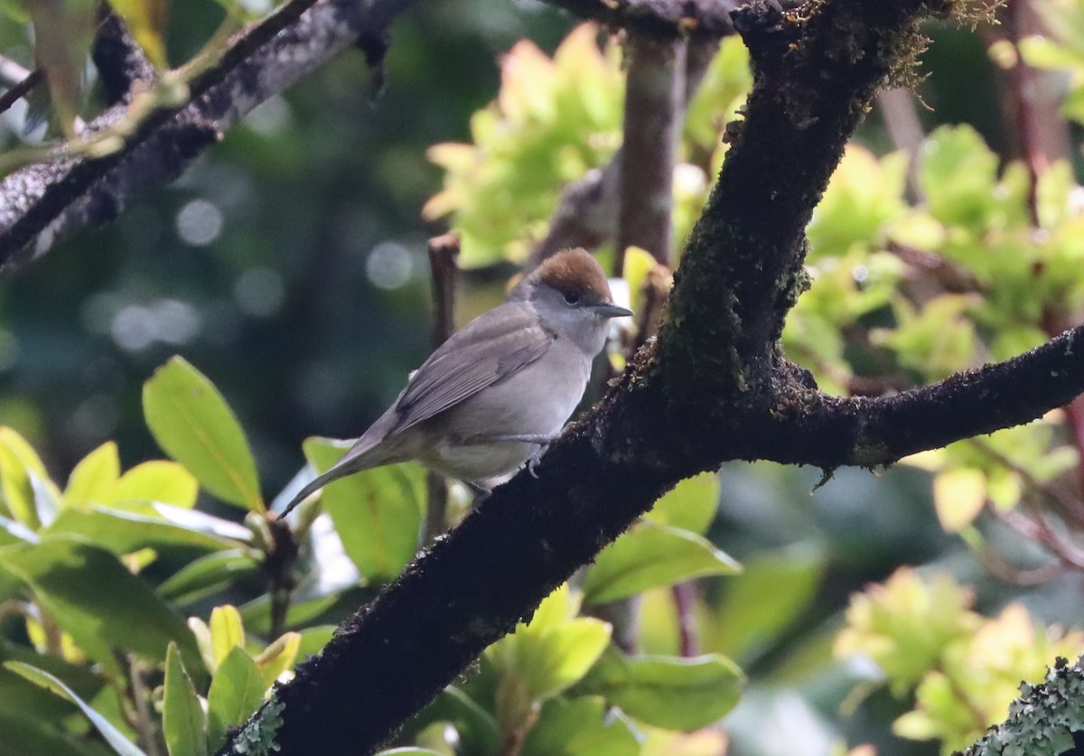 Eurasian Blackcap - ML566760541